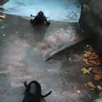 Zoo de Barcelona 25-11-10 493