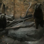 Zoo de Barcelona 25-11-10 419