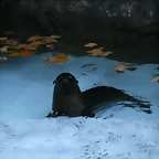 Zoo de Barcelona 25-11-10 489