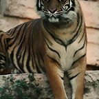 Zoo de Barcelona 25-11-10 528