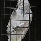 Zoo de Barcelona 25-11-10 573