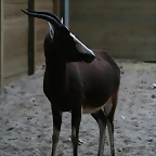 Zoo de Barcelona 25-11-10 597
