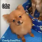 odri