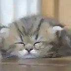 1161824842sleepycat