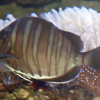 Acanthurus polyzona