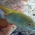 Tilapia camerunensis (27-9-18 Zoo Antwerpen, det as Coptodon c.)