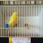 12. Ino