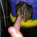 PIPO DURMIENDO