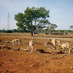 PIC04784