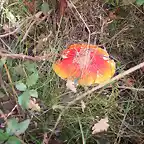 Amanita