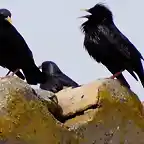 pajaros