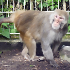 Macaca mulatta 2 (21-9-18 Best zoo)