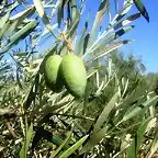 maana de higos, aceituna ee cornezuelo