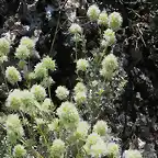 Thymus mastichina