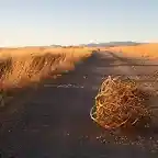 tumbleweed