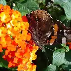 otra de Lantana