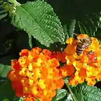 Lantana camara