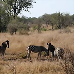 Kruger National Park 28-31 mayo 2009 1093