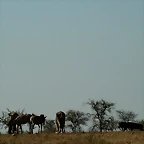 Kruger National Park 28-31 mayo 2009 1018