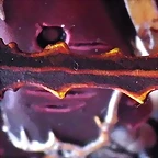IMGP1325