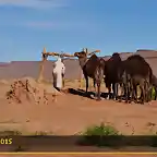 CAMELS