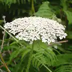 daucus carota