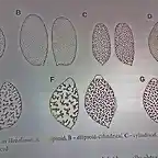 formas de las esporas en Hebeloma