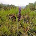 lavanda flor