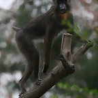 Zoo de Barcelona 10-12-2010 008