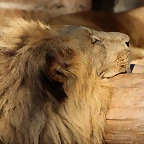 Zoo de Barcelona 25-12-11 419