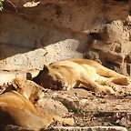Zoo de Barcelona 25-12-11 411