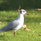 Zoo de Barcelona 25-12-11 421