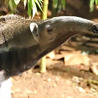 Zoo de Barcelona 25-12-11 468