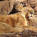 Zoo de Barcelona 25-12-11 413