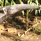 Zoo de Barcelona 25-12-11 457
