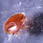 varroa mordida-colmena 8