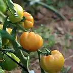 tomates en la mata, marca