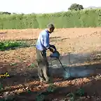 Pedro fumigando, marca