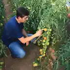 pedro antonio, 3mata de 30 tomates, marca