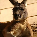Zoo de Barcelona 23-01-11 379