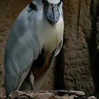 Zoo de Barcelona 23-01-11 326