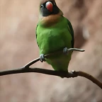 Zoo de Barcelona 23-01-11 360