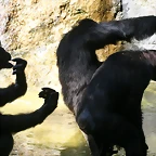 Zoo de Barcelona 30-04-11 i 01-05-11 783