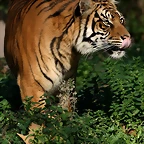 Zoo de Barcelona 04-12-2010 1076
