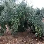 016, la oliva renace