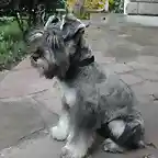 schnauzer-miniatura1