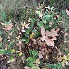 IMG_20210109_162959