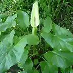 arum cylindraceum