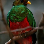 Zoo de Barcelona 23-01-11 316