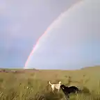 perros+puente+arcoiris